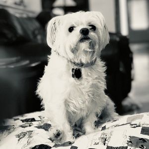 Meet your Posher, James